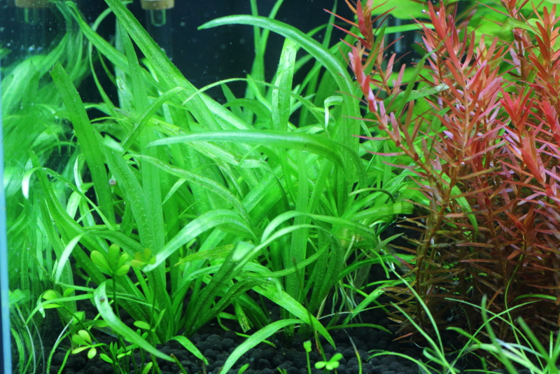 植栽から74日目　チェーンアマゾン